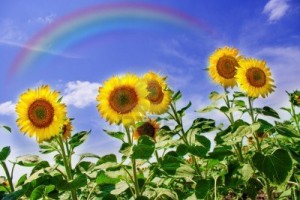 15563592-sunflowers-field-with-rainbow-over-blue-sky